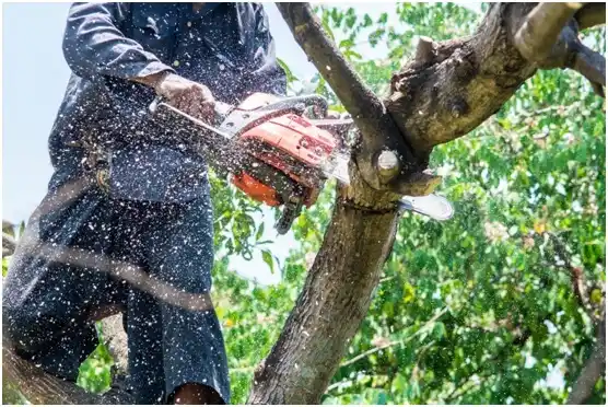 tree services Eden
